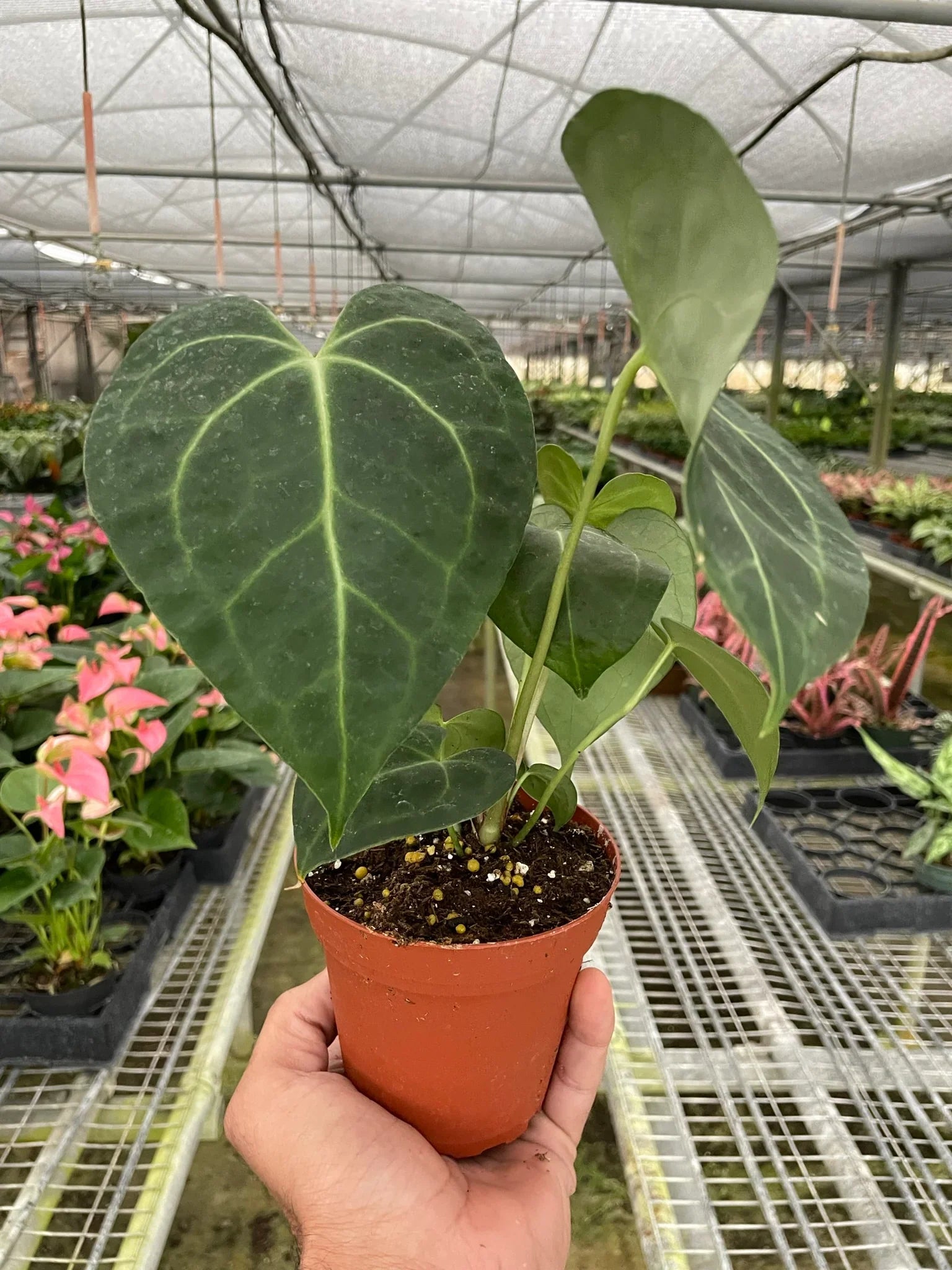 Anthurium 'Clarinervium' potted plant
