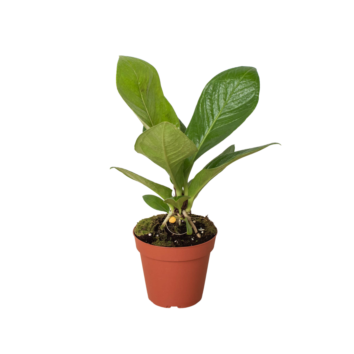 Anthurium 'Cobra' potted plant