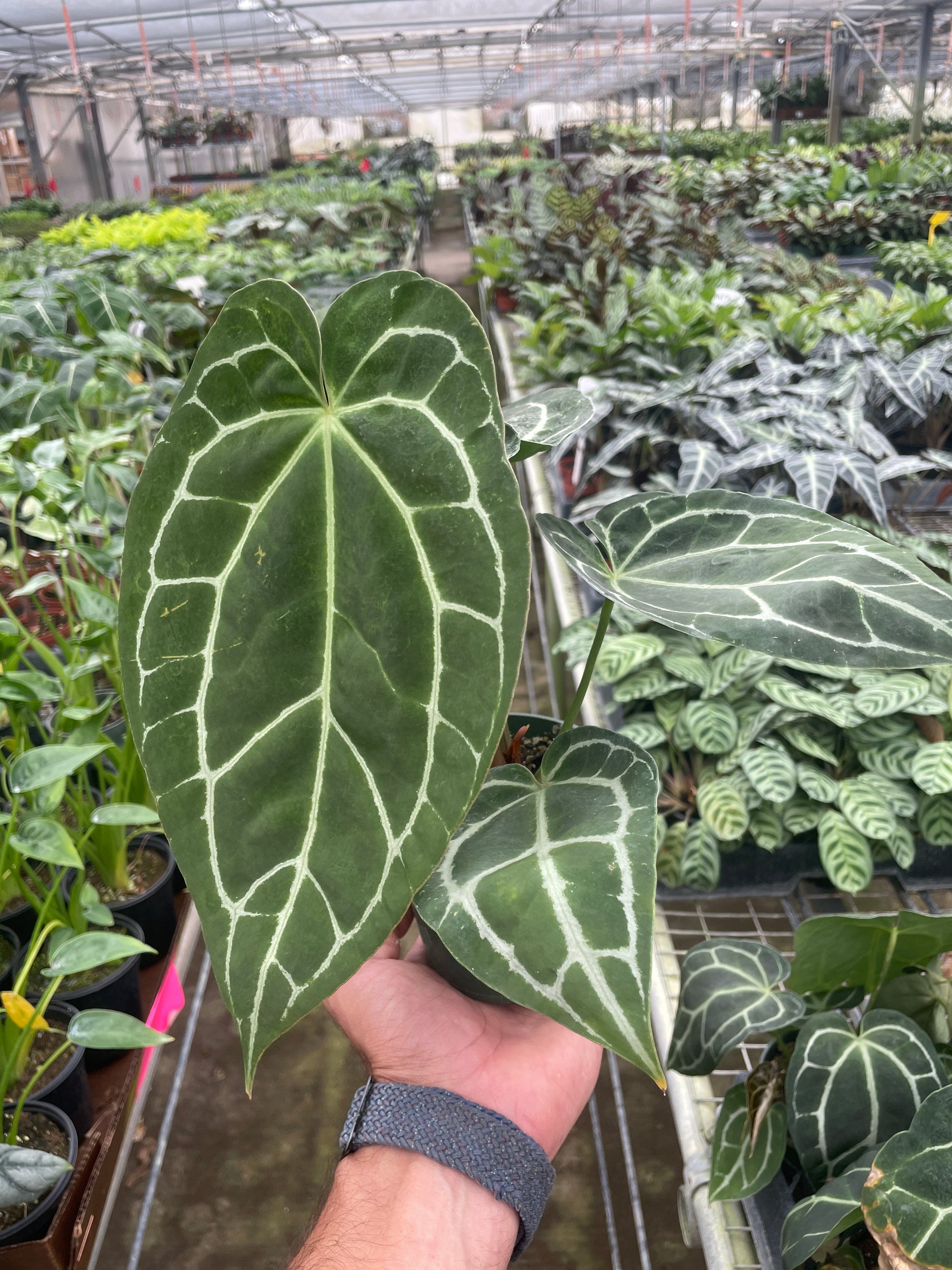 Anthurium Crystallinum potted plant