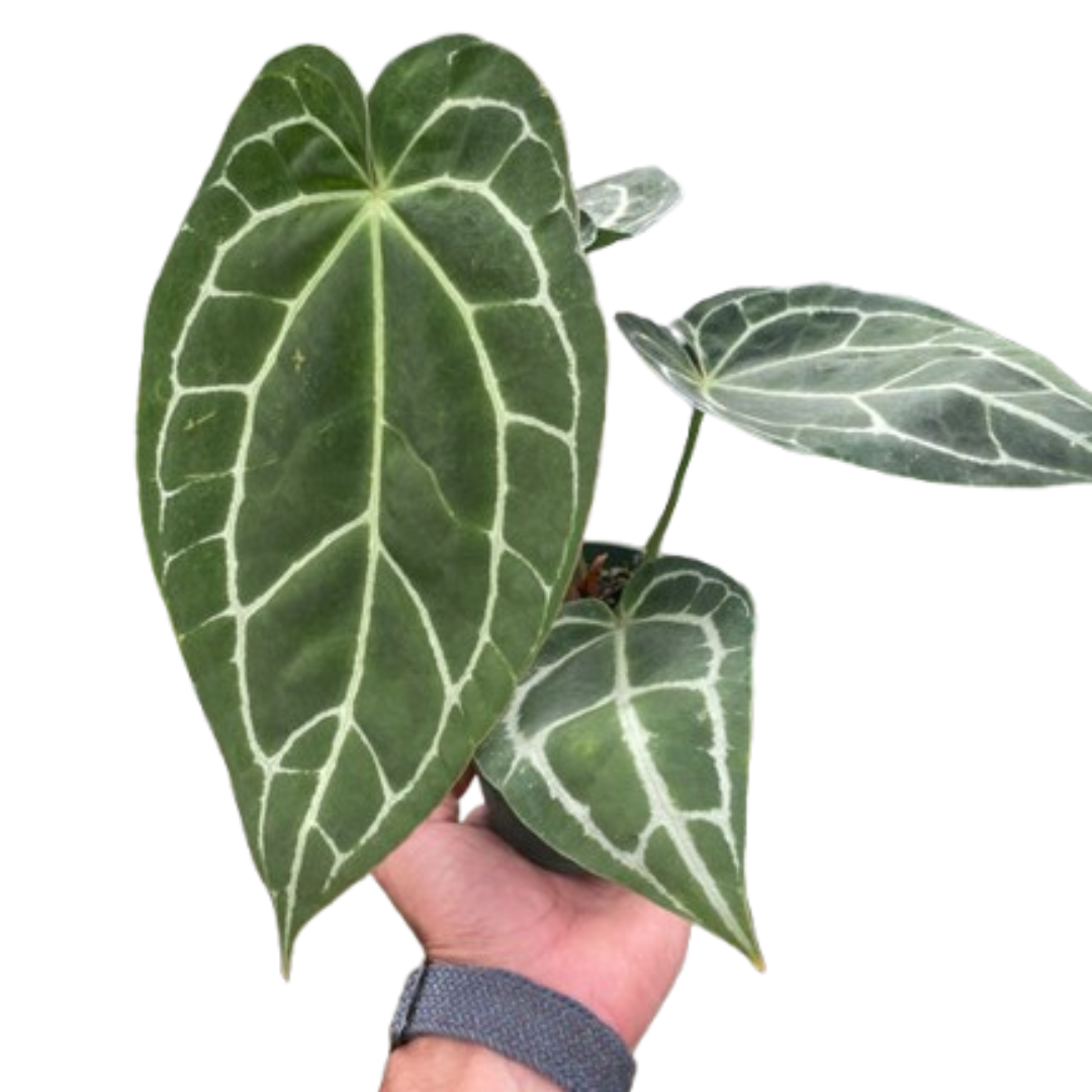 Anthurium Crystallinum potted plant