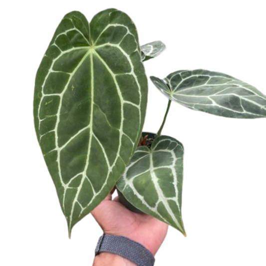 Anthurium Crystallinum potted plant