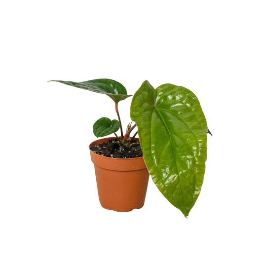 Anthurium 'Radicans x Luxurians' potted plant