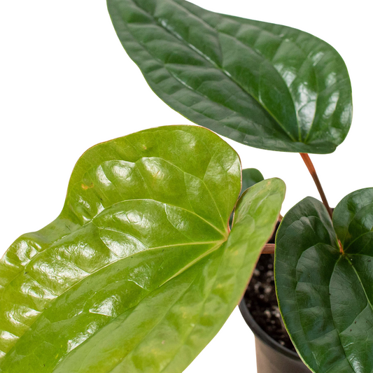Anthurium 'Radicans x Luxurians' potted plant