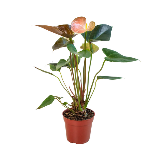 Anthurium Rainbow Champion 4" potted plant