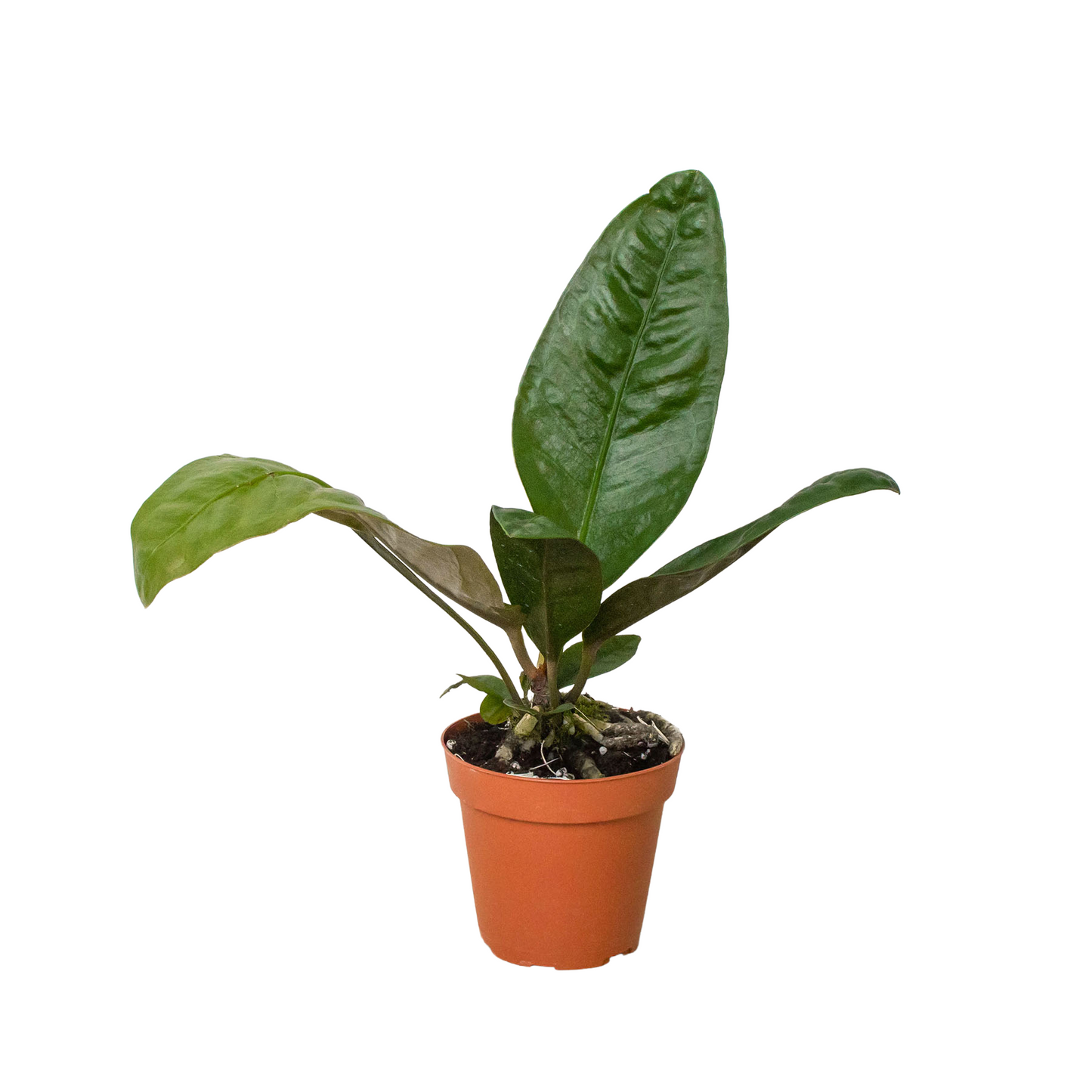 Anthurium 'Superbum' potted plant