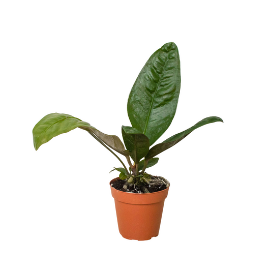 Anthurium 'Superbum' potted plant