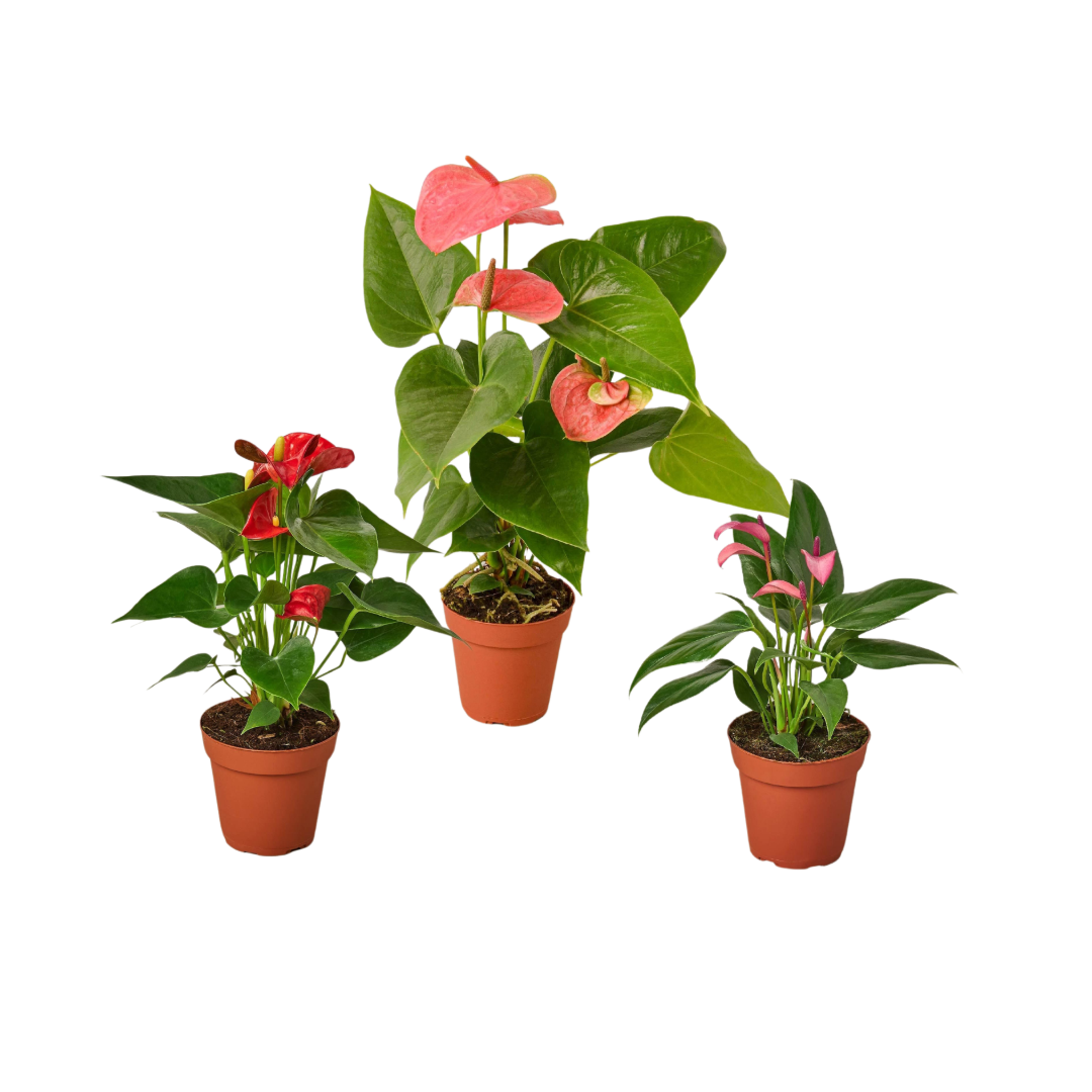 3 Anthurium Variety Pack- All Different Colors 4" potted plant