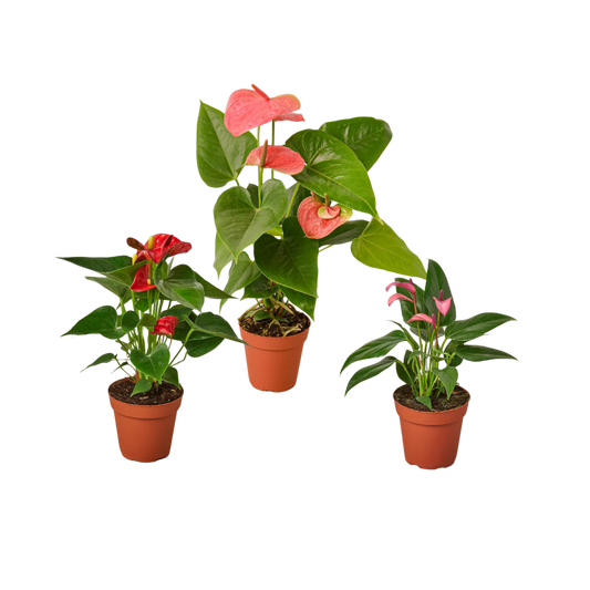 3 Anthurium Variety Pack- All Different Colors 4" potted plant
