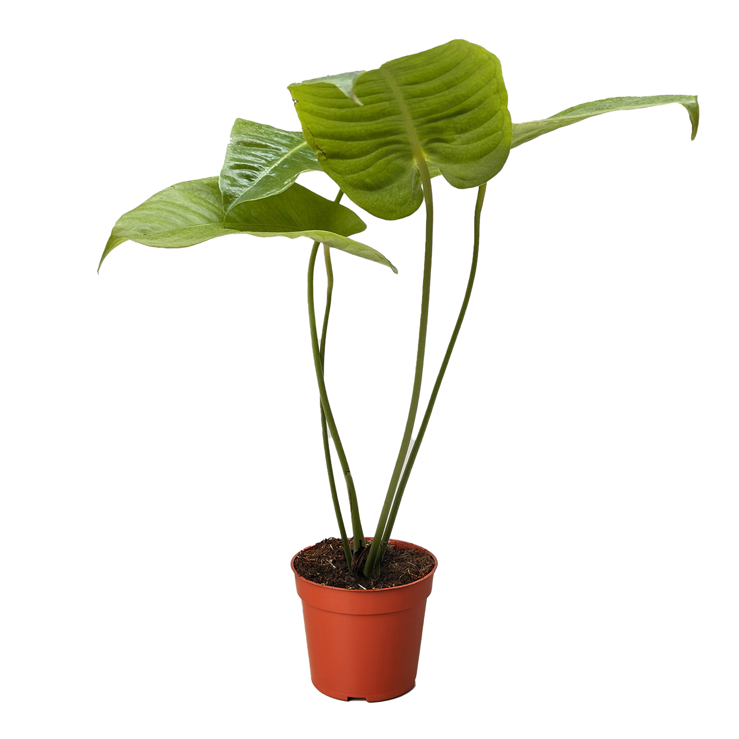Anthurium 'Veitchii' potted plant