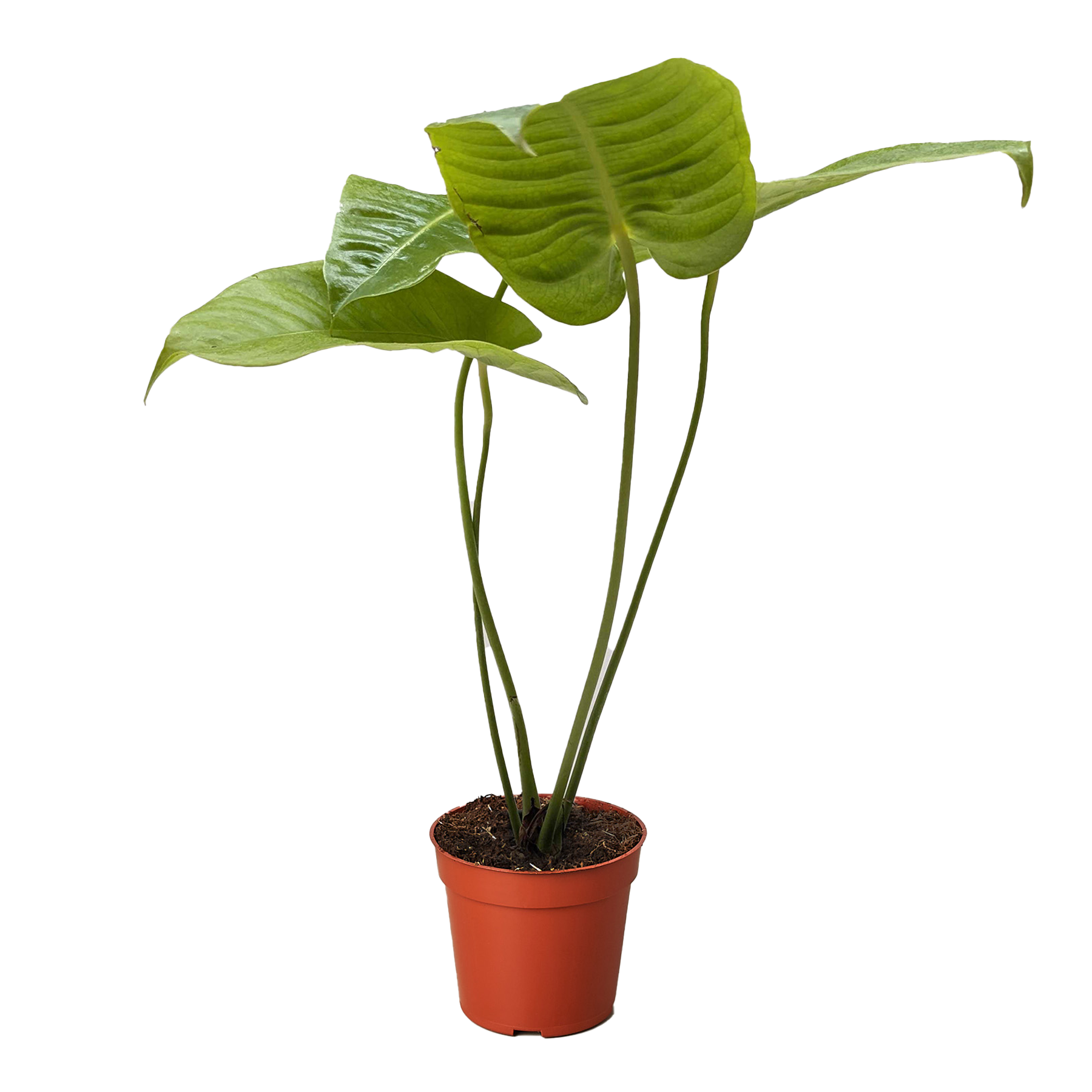Anthurium 'Veitchii' potted plant