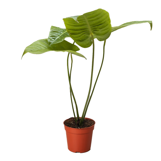 Anthurium 'Veitchii' potted plant