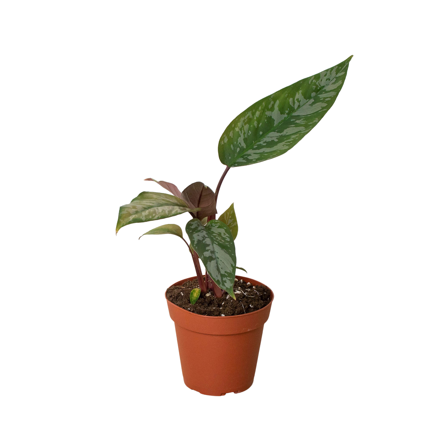 Apoballis 'Purple Sword' potted plant