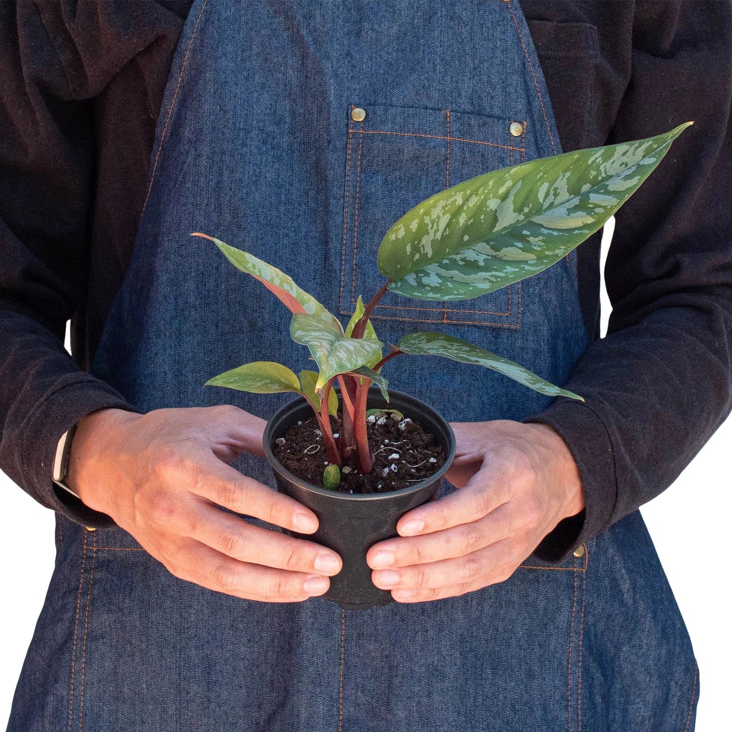 Apoballis 'Purple Sword' potted plant