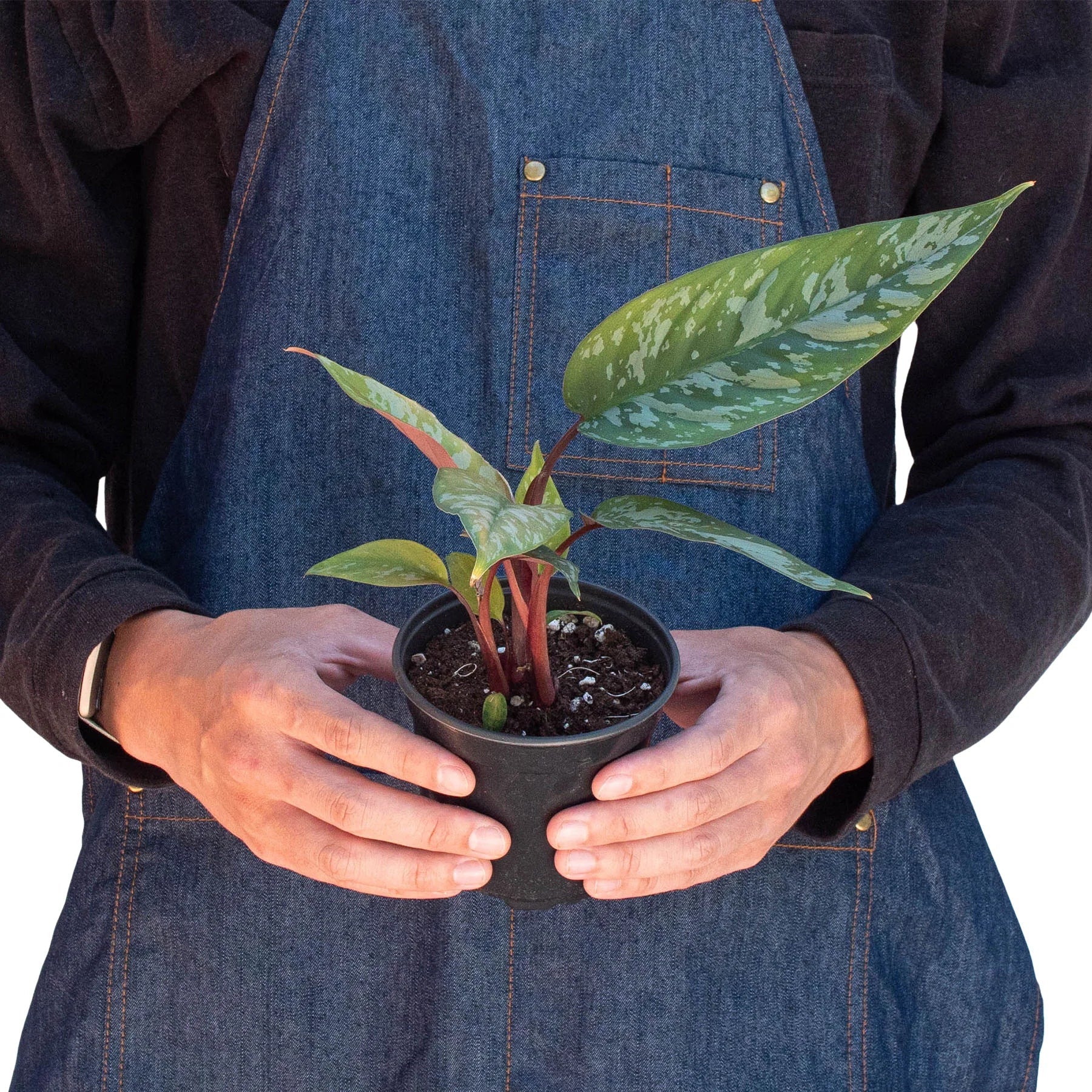 Apoballis 'Purple Sword' potted plant