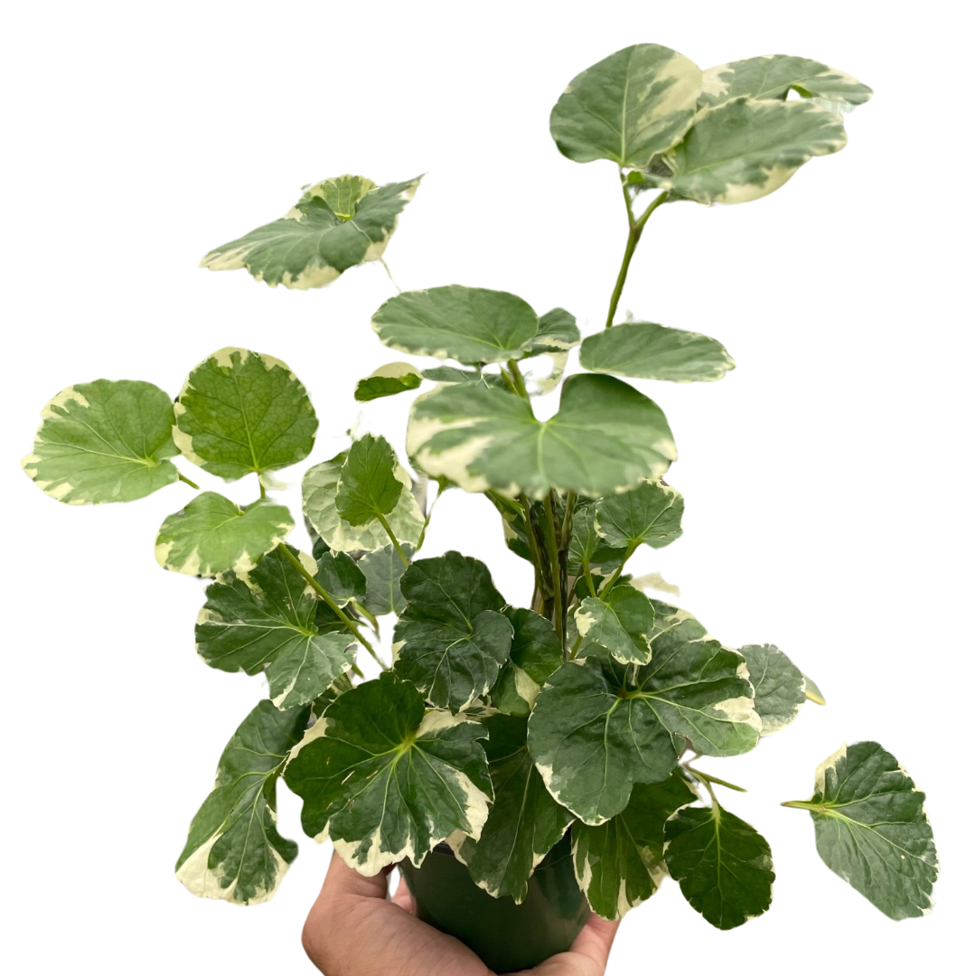 Aralia 'Balfouriana' potted plant