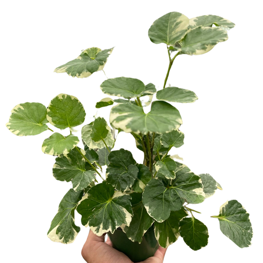Aralia 'Balfouriana' potted plant