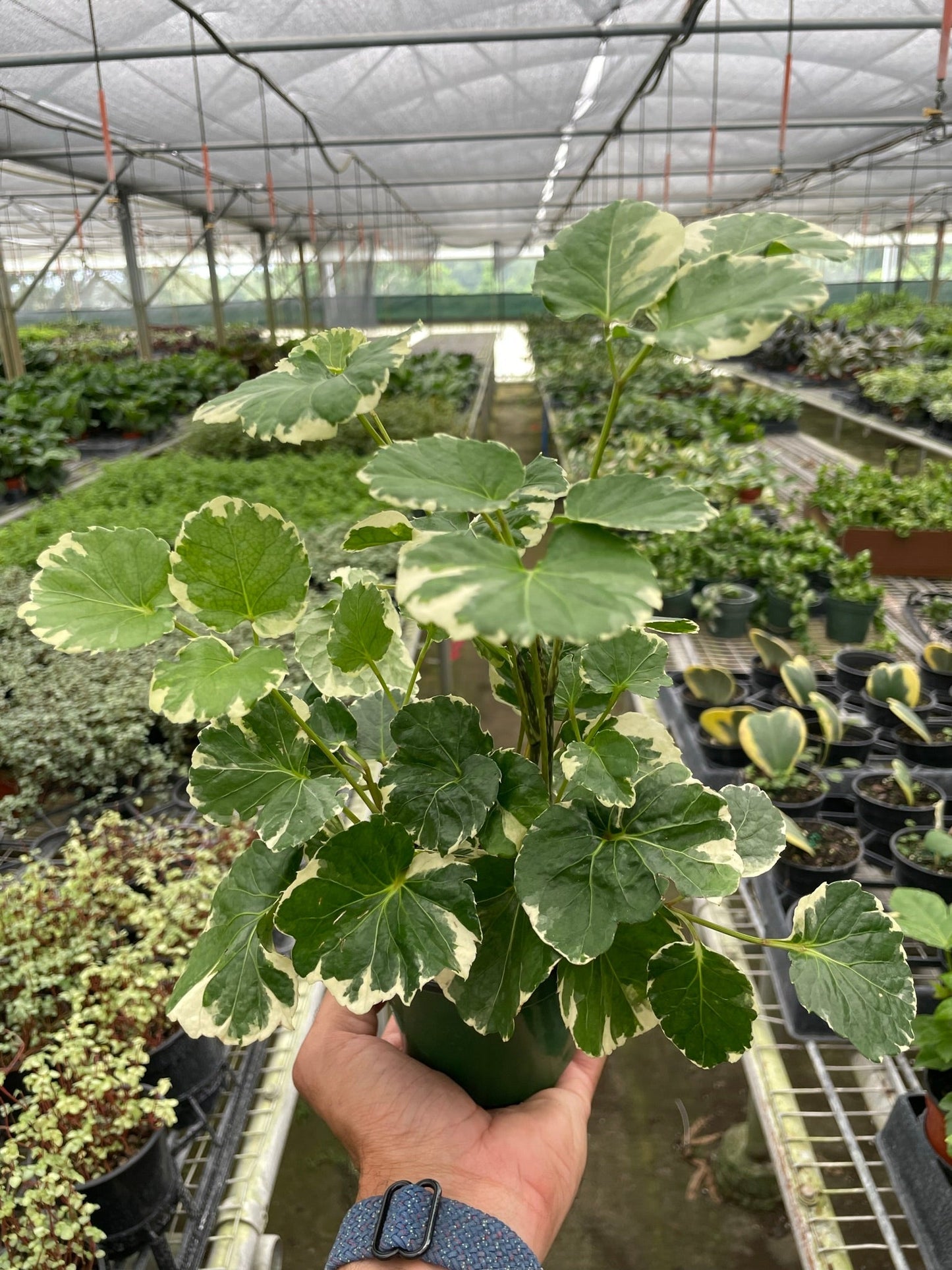 Aralia 'Balfouriana' potted plant