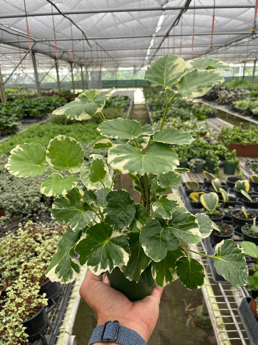 Aralia 'Balfouriana' potted plant
