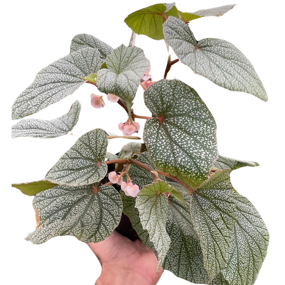 Begonia 'Frosty' potted plant