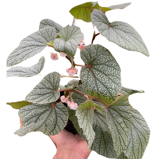 Begonia 'Frosty' potted plant
