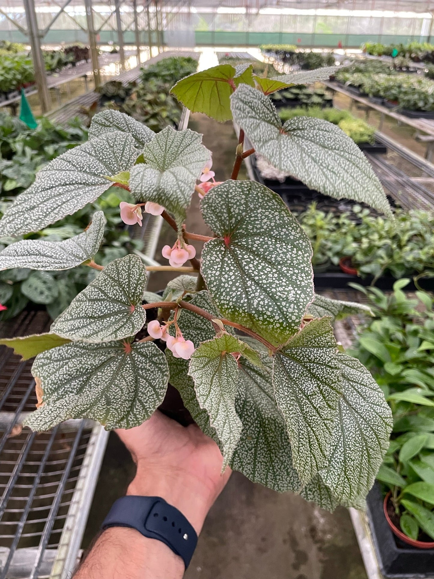 Begonia 'Frosty' potted plant