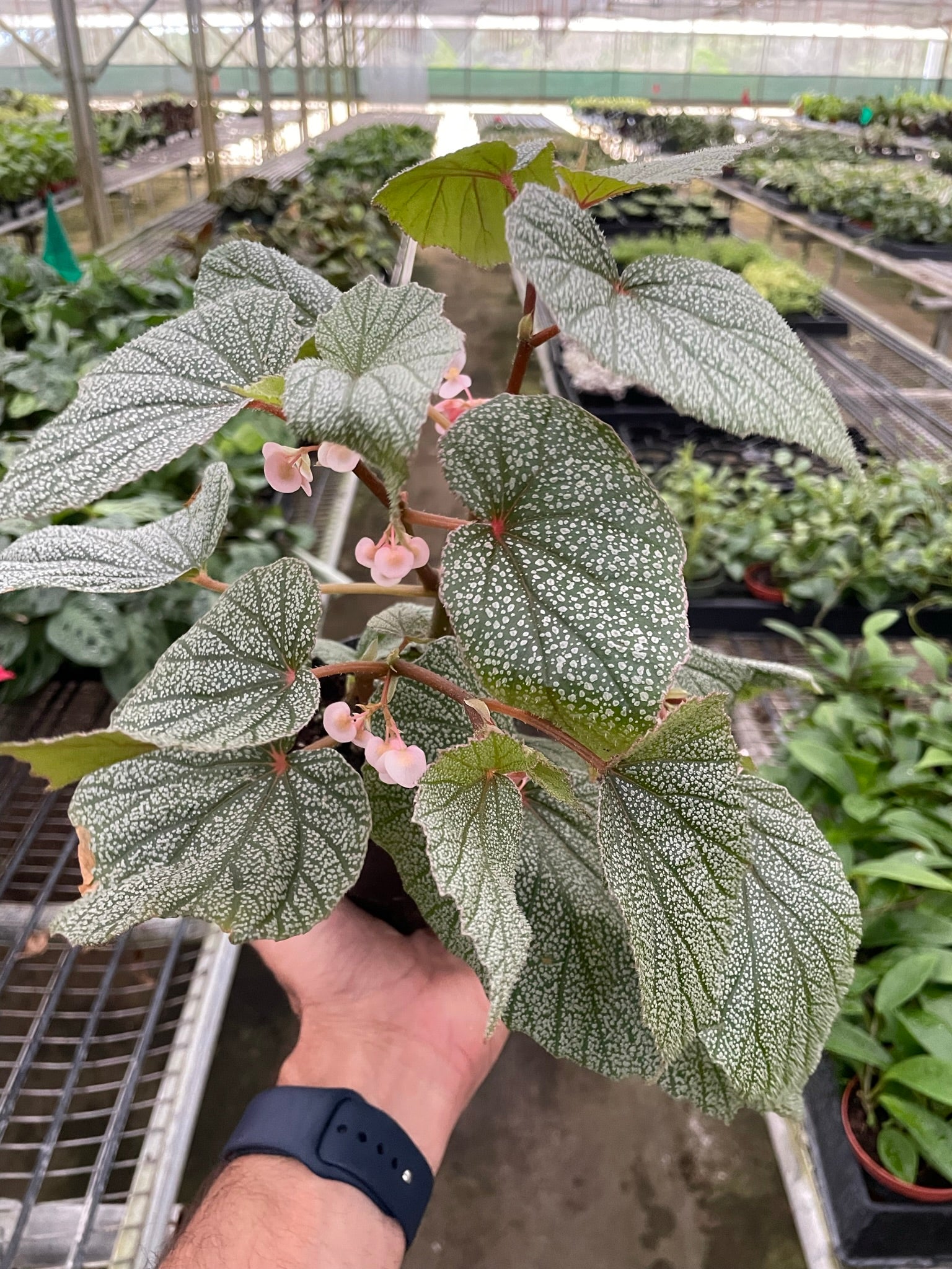 Begonia 'Frosty' potted plant