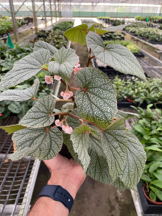 Begonia 'Frosty' potted plant