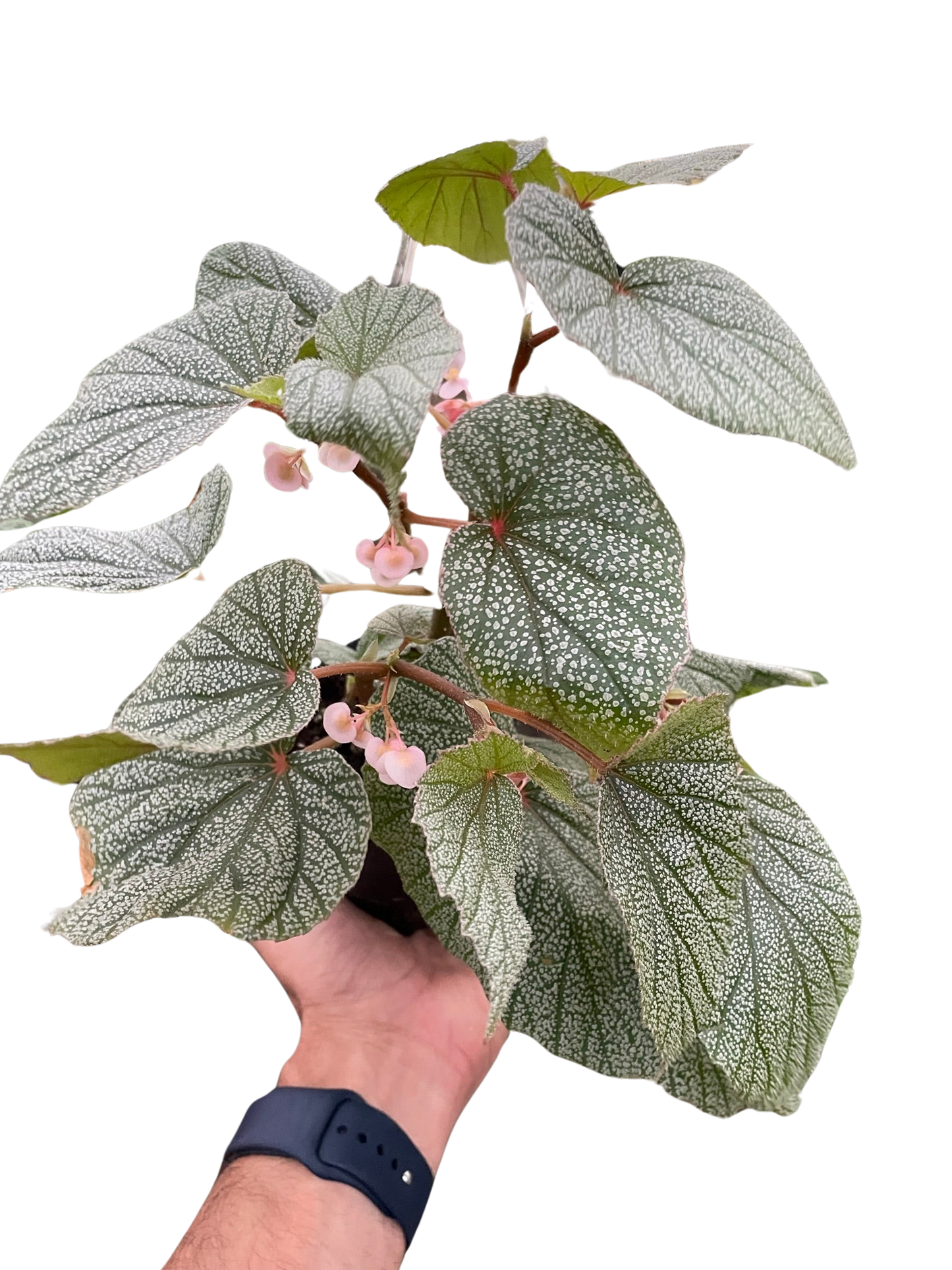 Begonia 'Frosty' potted plant