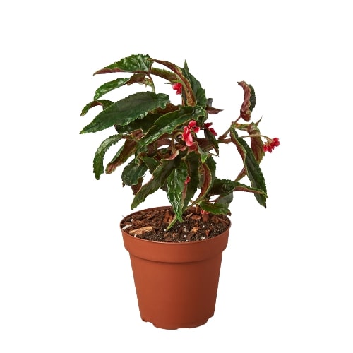 Begonia 'Miss Milly' potted plant