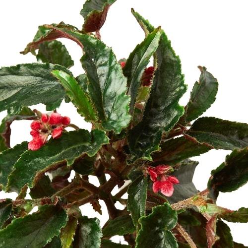 Begonia 'Miss Milly' potted plant