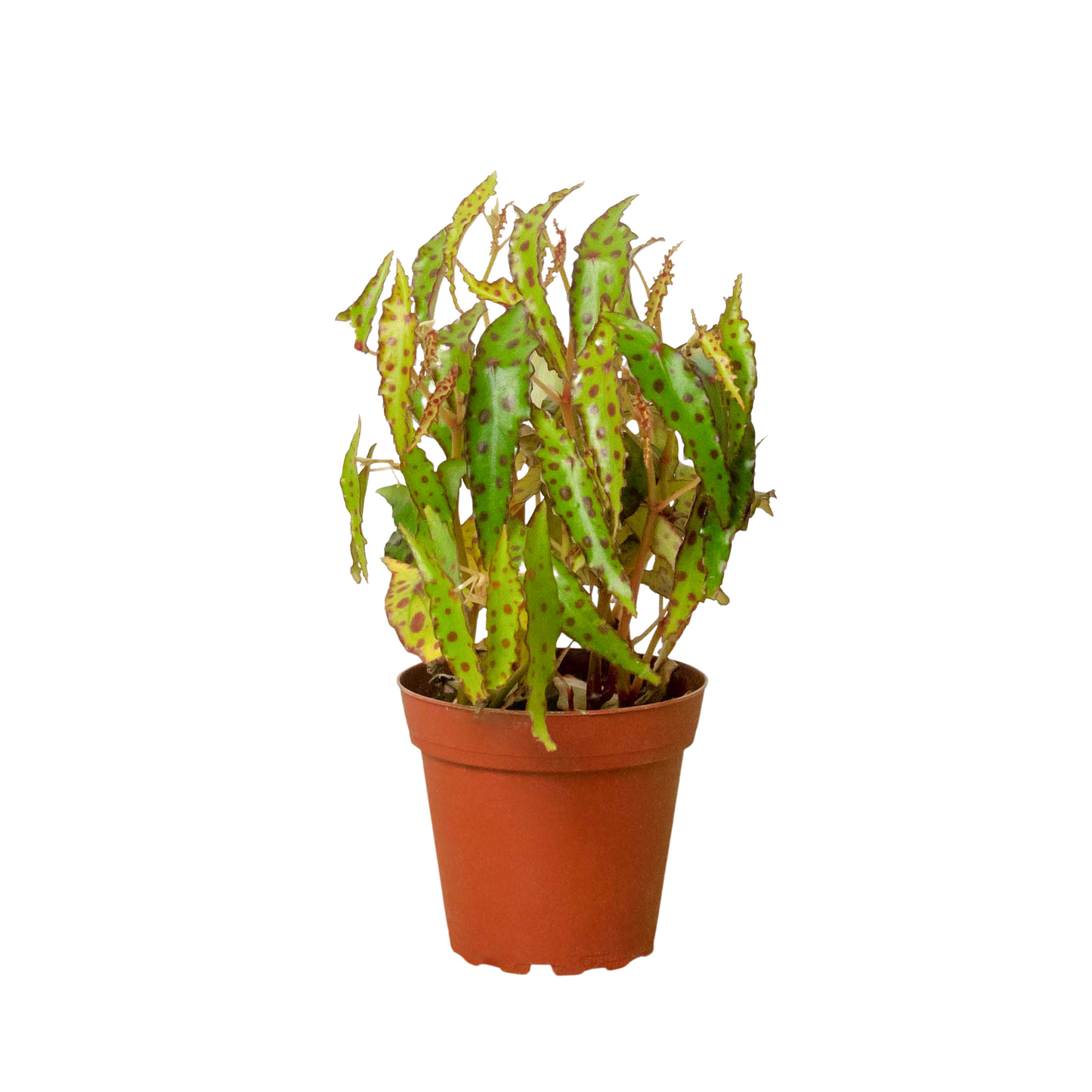Begonia 'Pink Spotted' potted plant