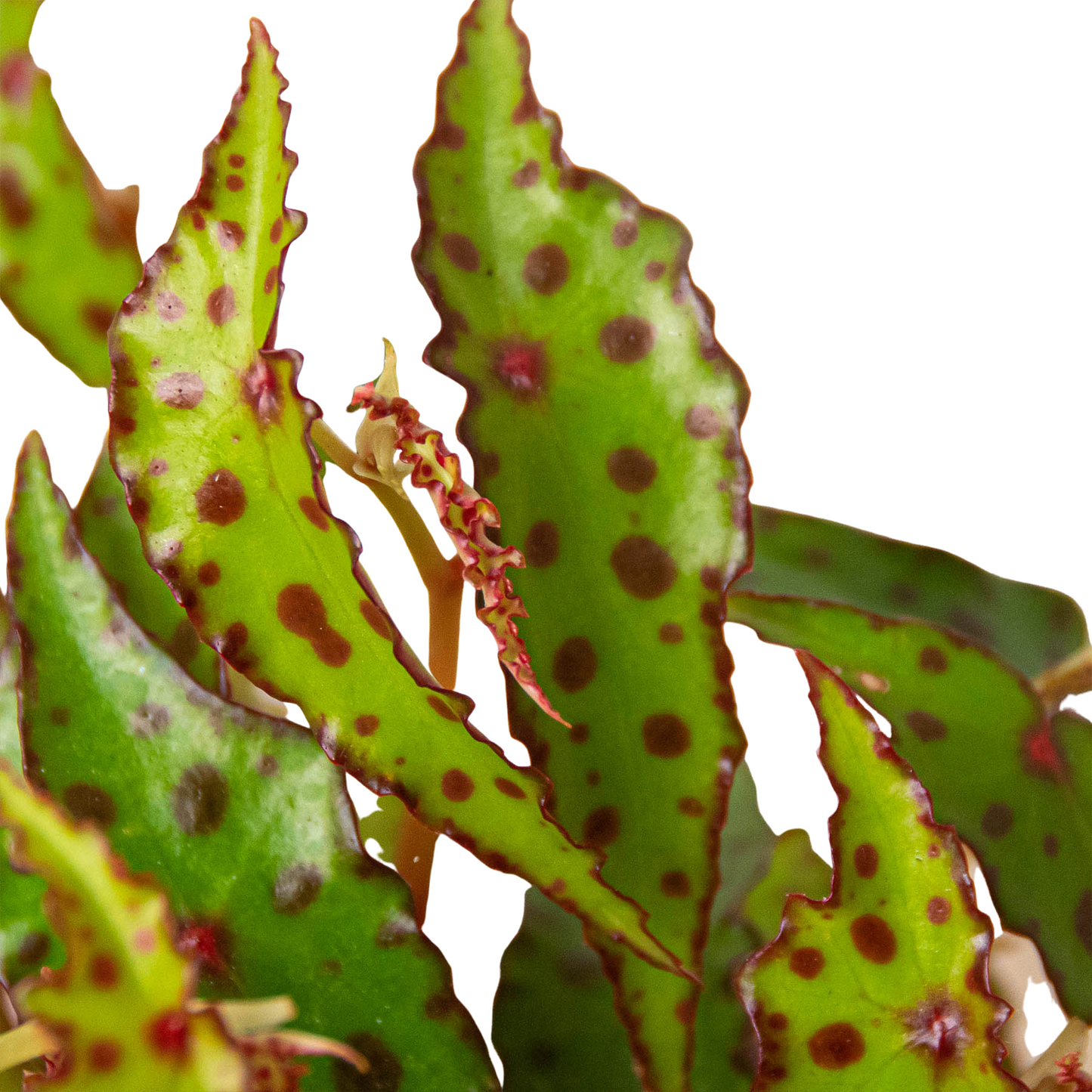 Begonia 'Pink Spotted' potted plant