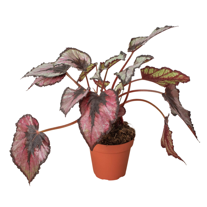 Velvet Forest potted plant