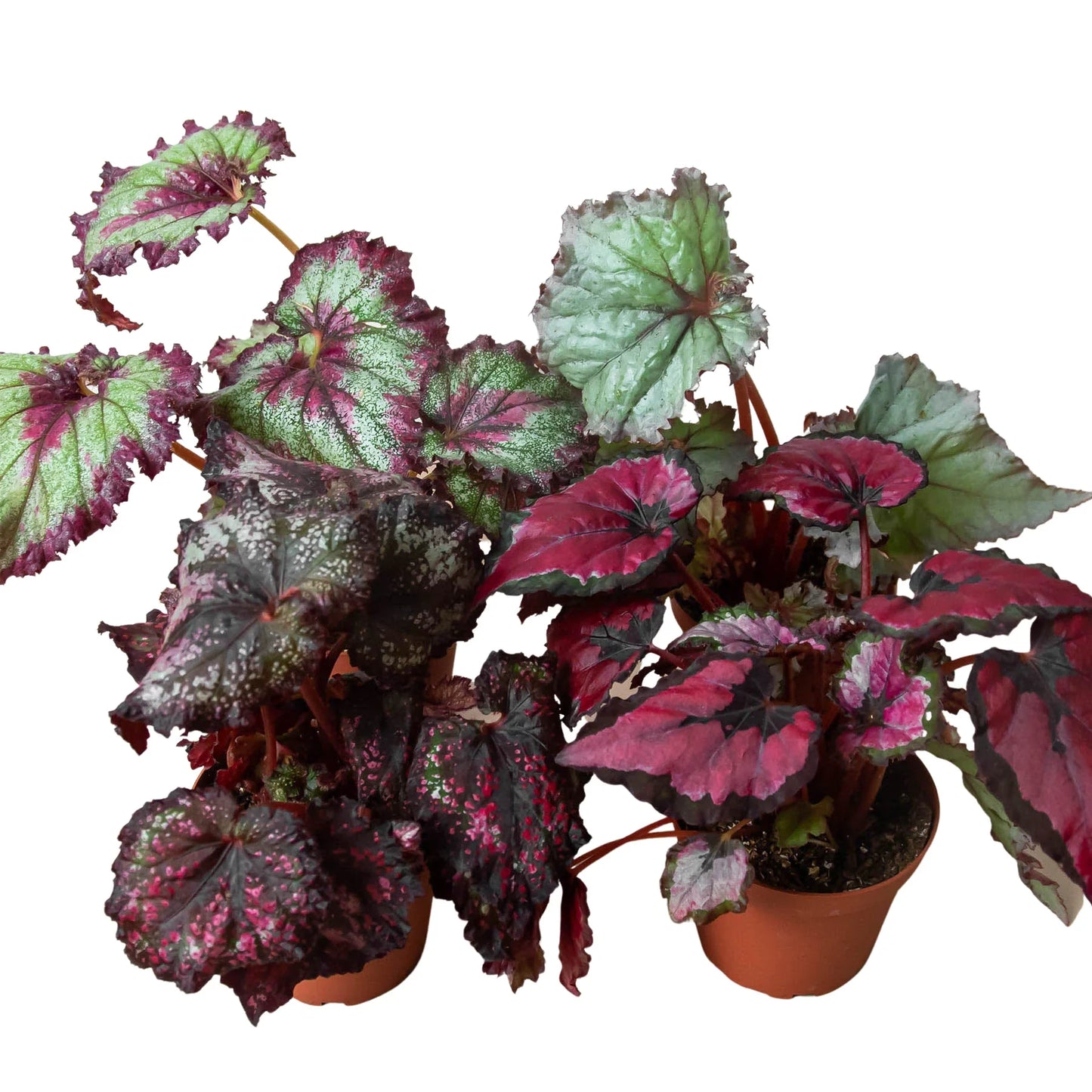 Begonia 'Rex' potted plant