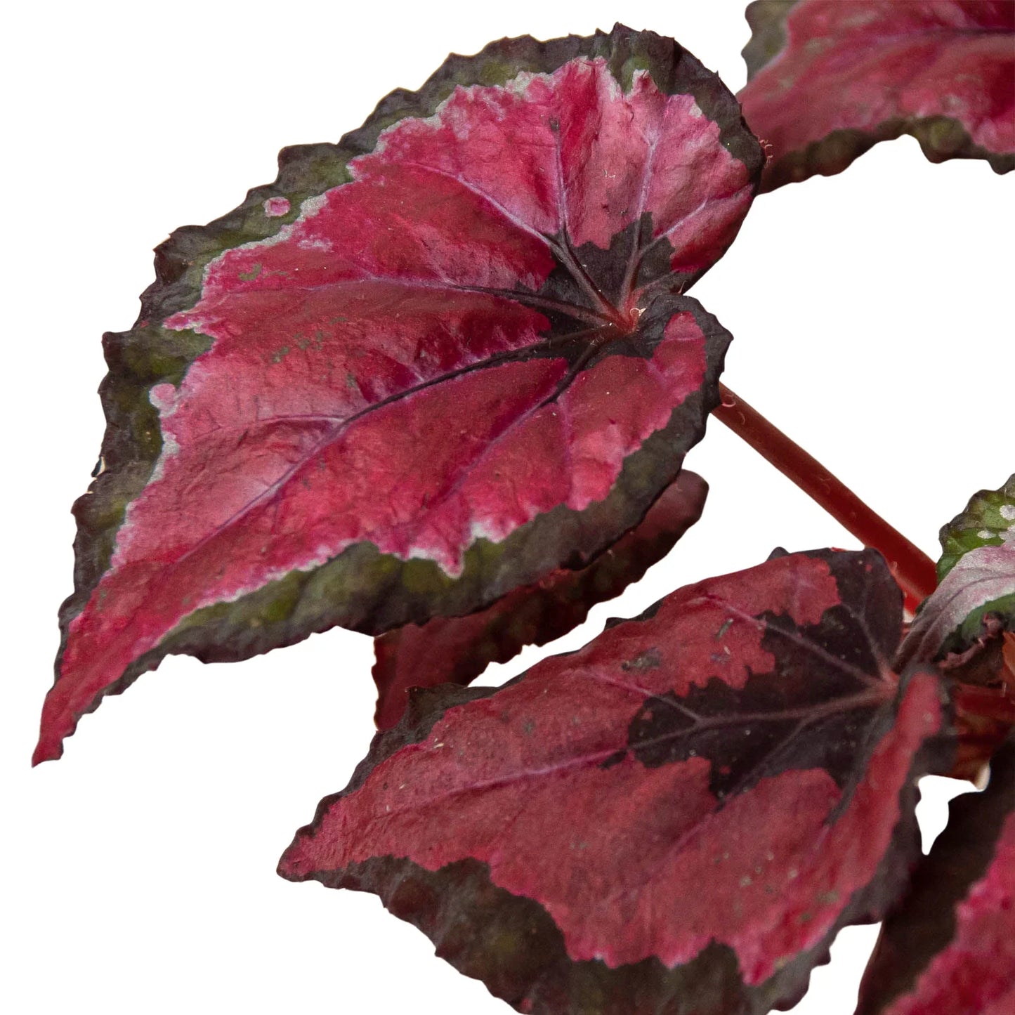 Begonia 'Rex' potted plant