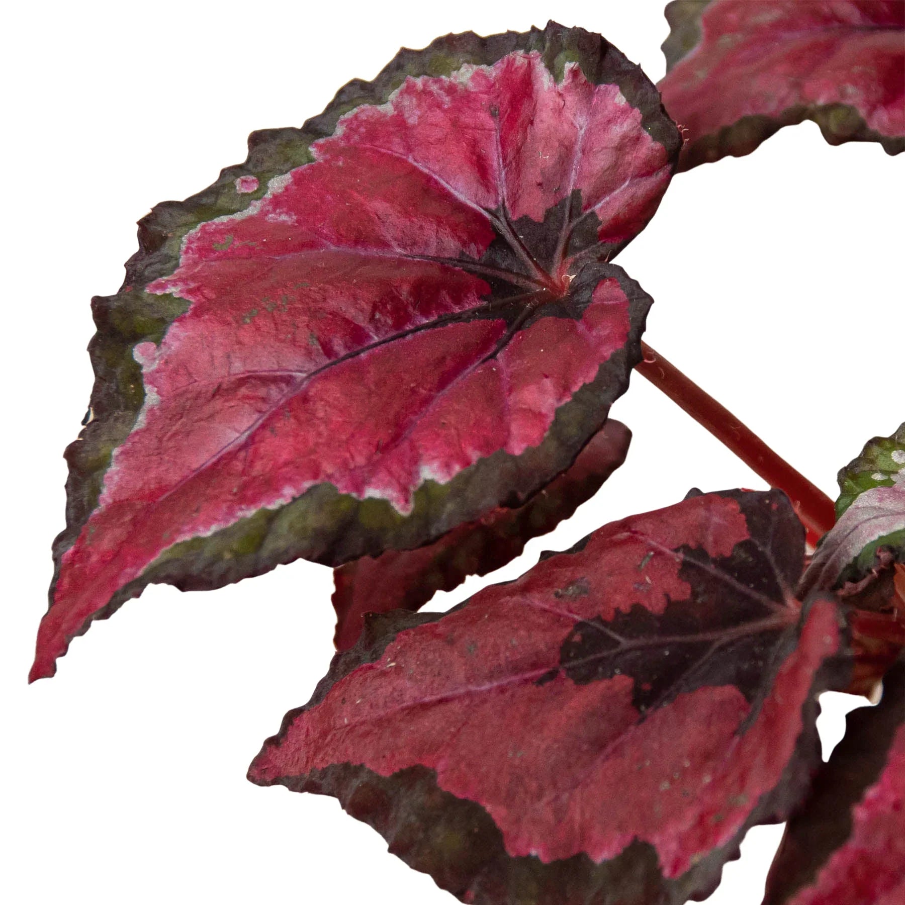 Begonia 'Rex' potted plant