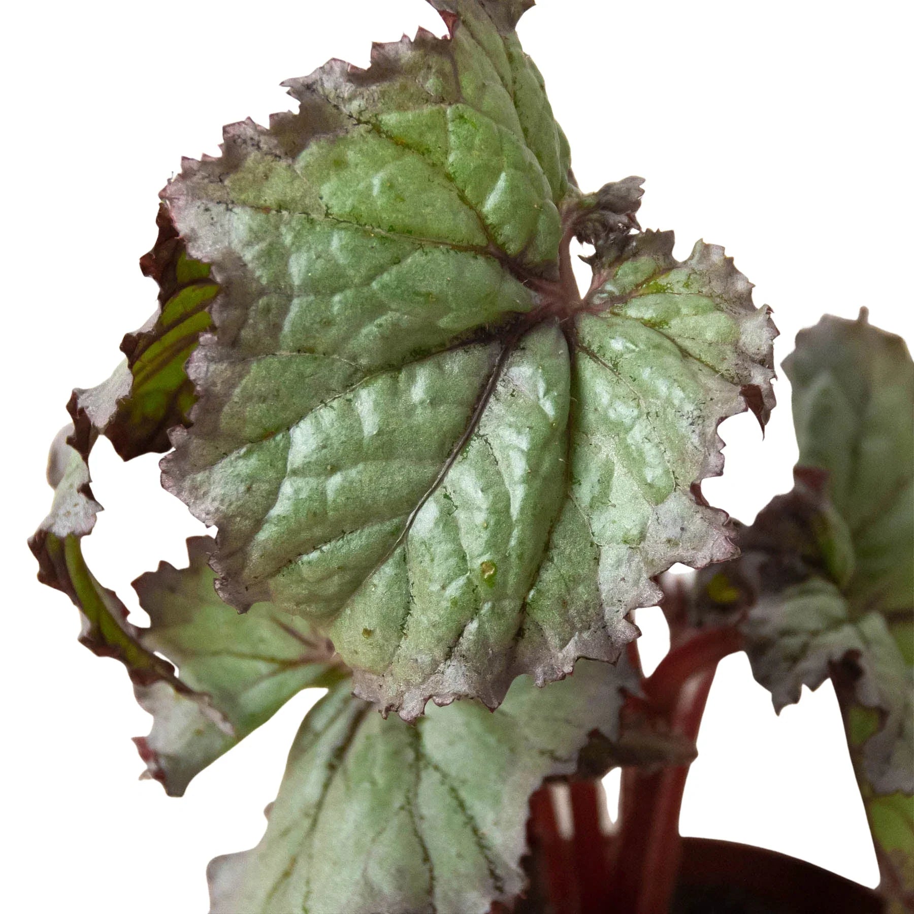 Begonia 'Rex' potted plant