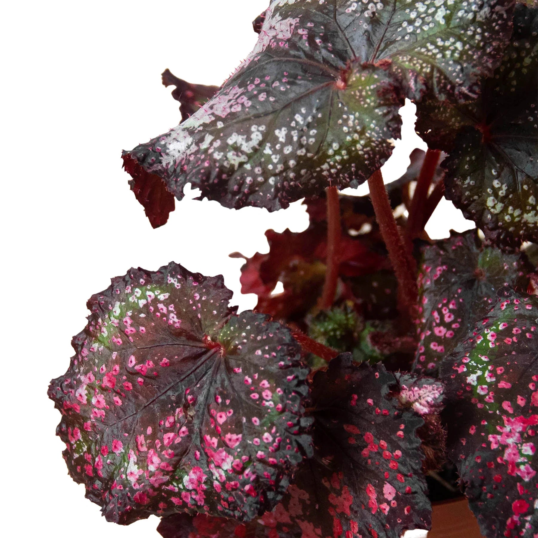Begonia 'Rex' potted plant