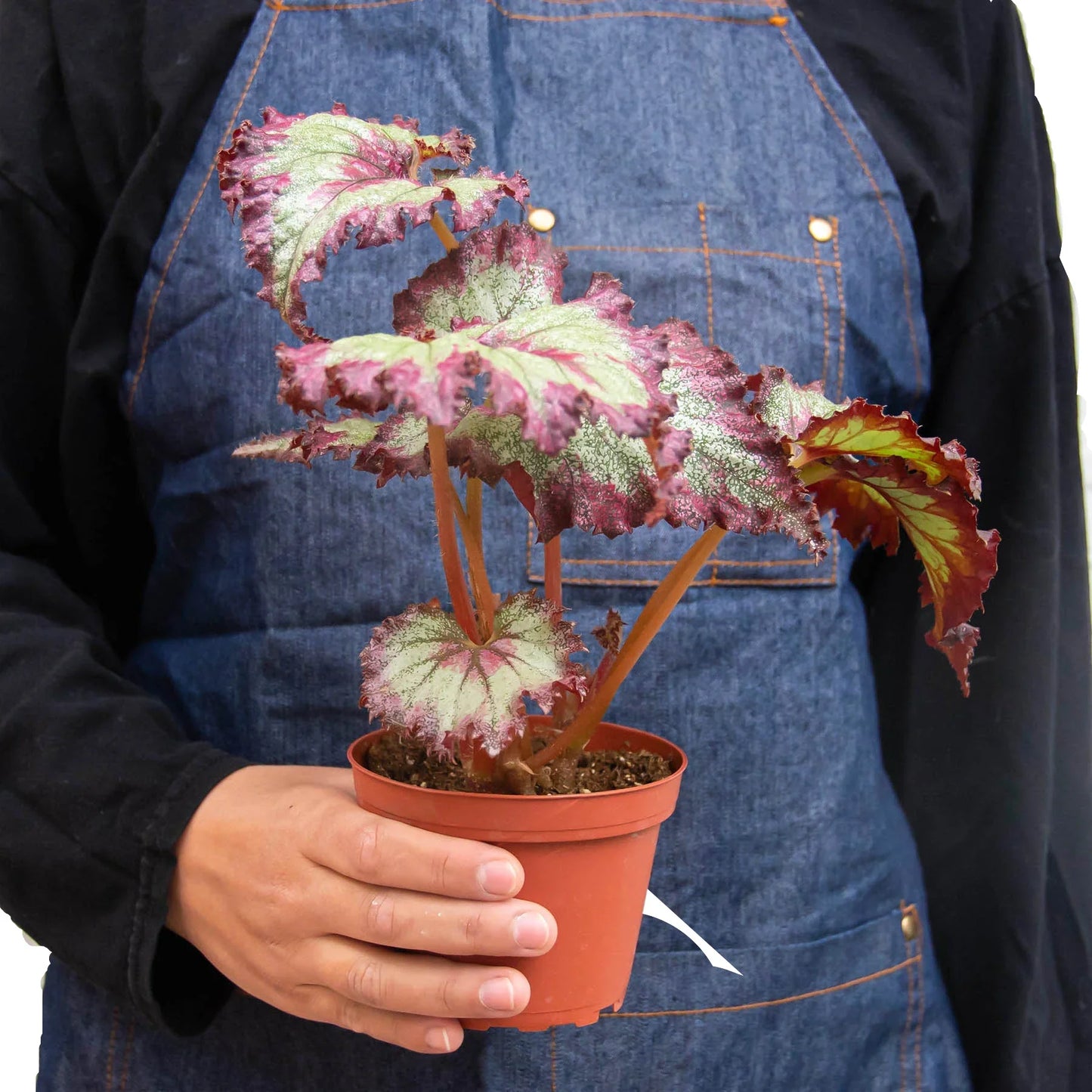Begonia 'Rex' potted plant