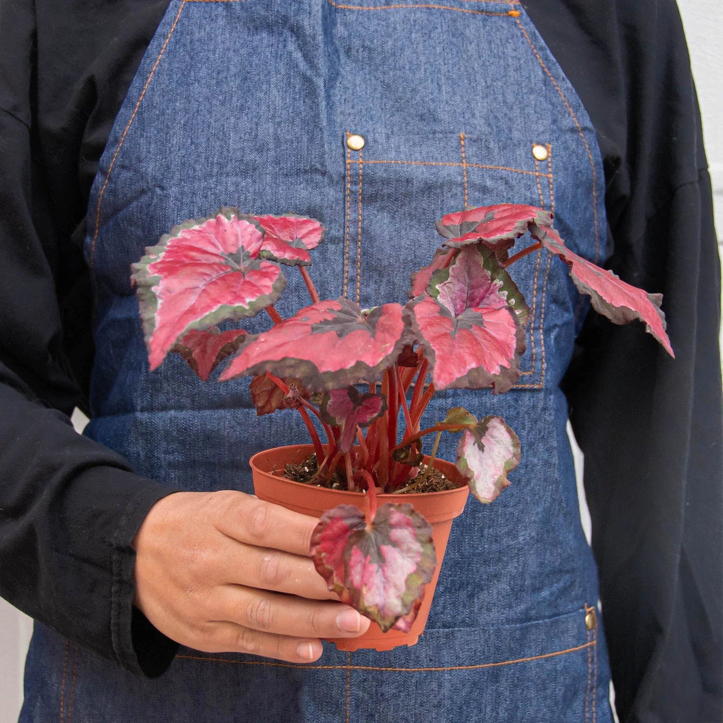 Begonia 'Rex' potted plant