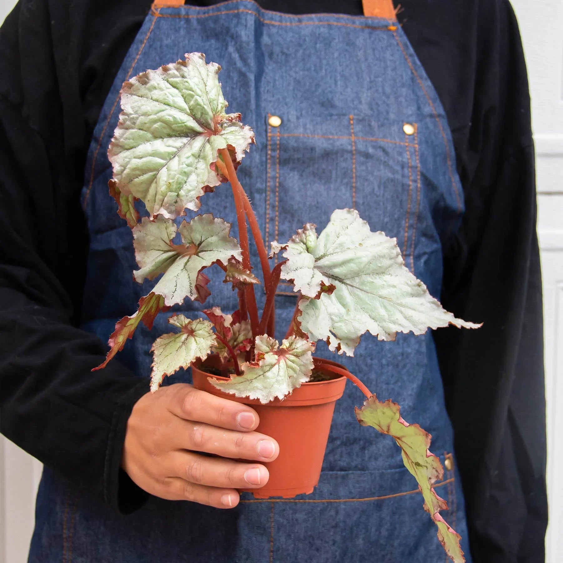 Begonia 'Rex' potted plant