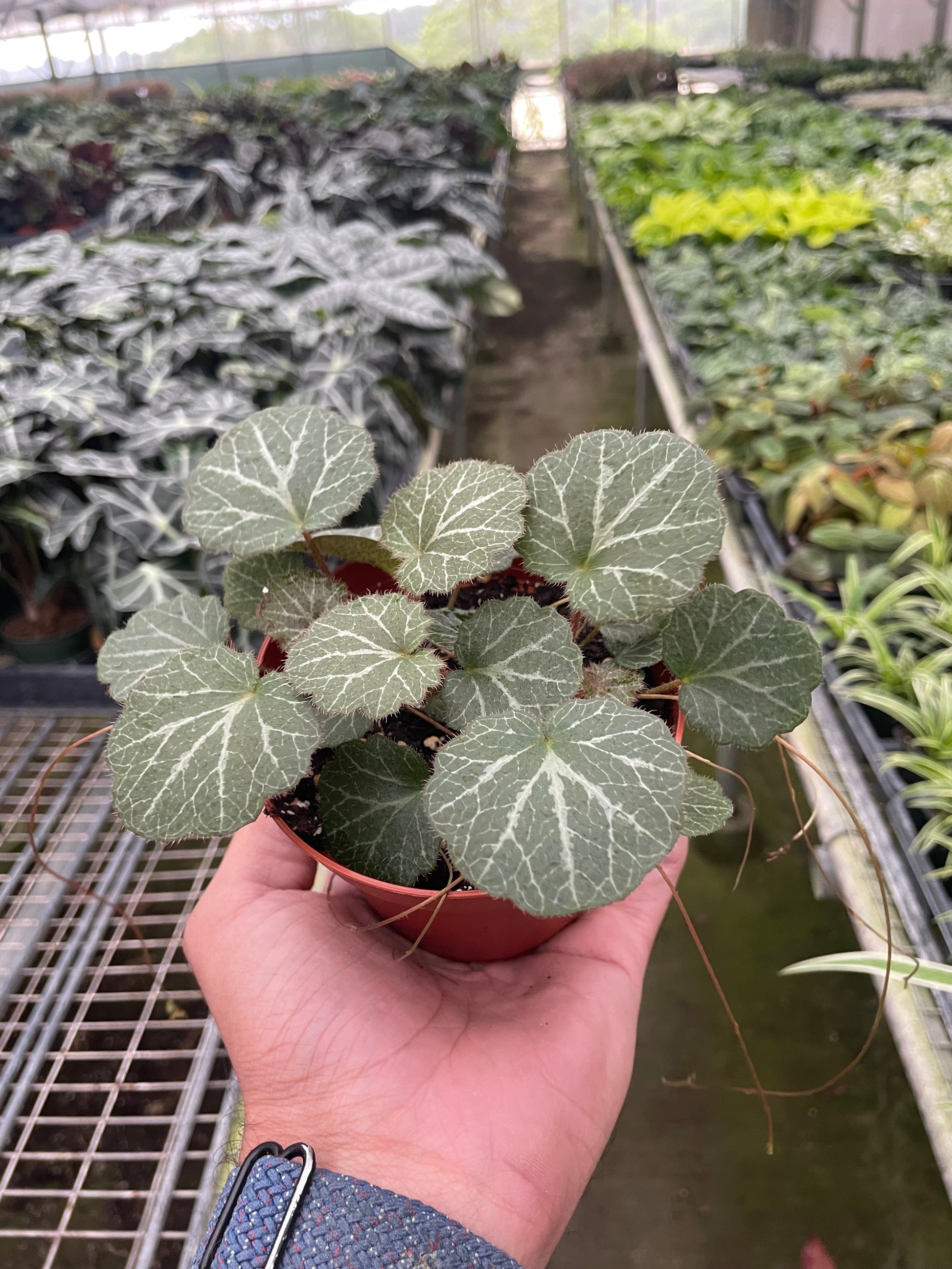Begonia 'Strawberry' potted plant
