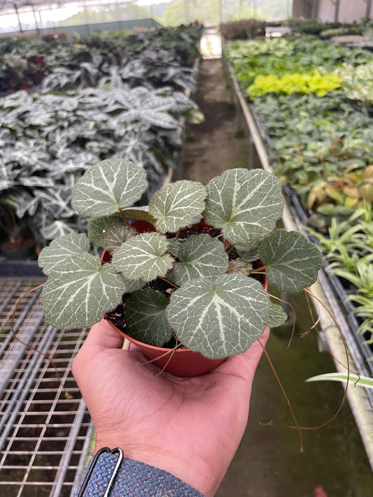 Begonia 'Strawberry' potted plant