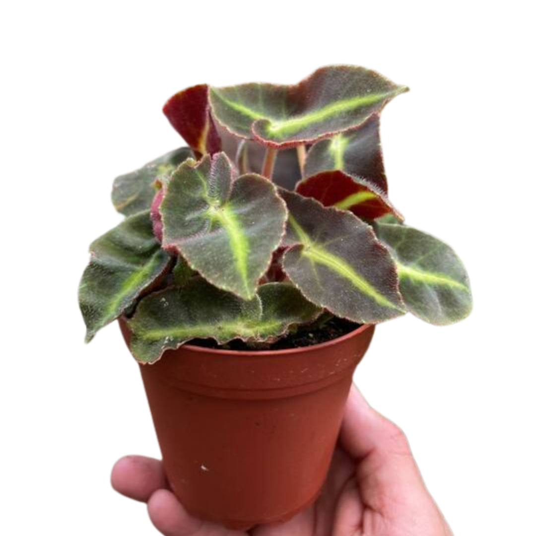 Begonia 'Striped' potted plant