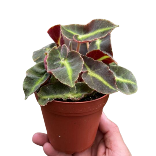 Begonia 'Striped' potted plant