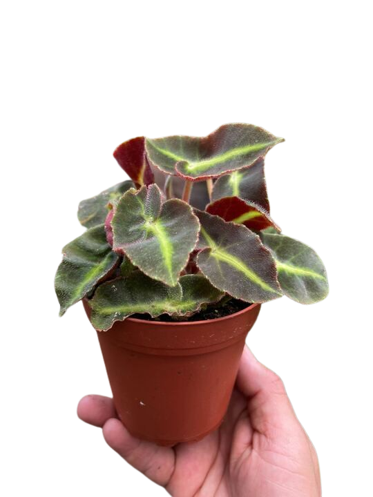 Begonia 'Striped' potted plant