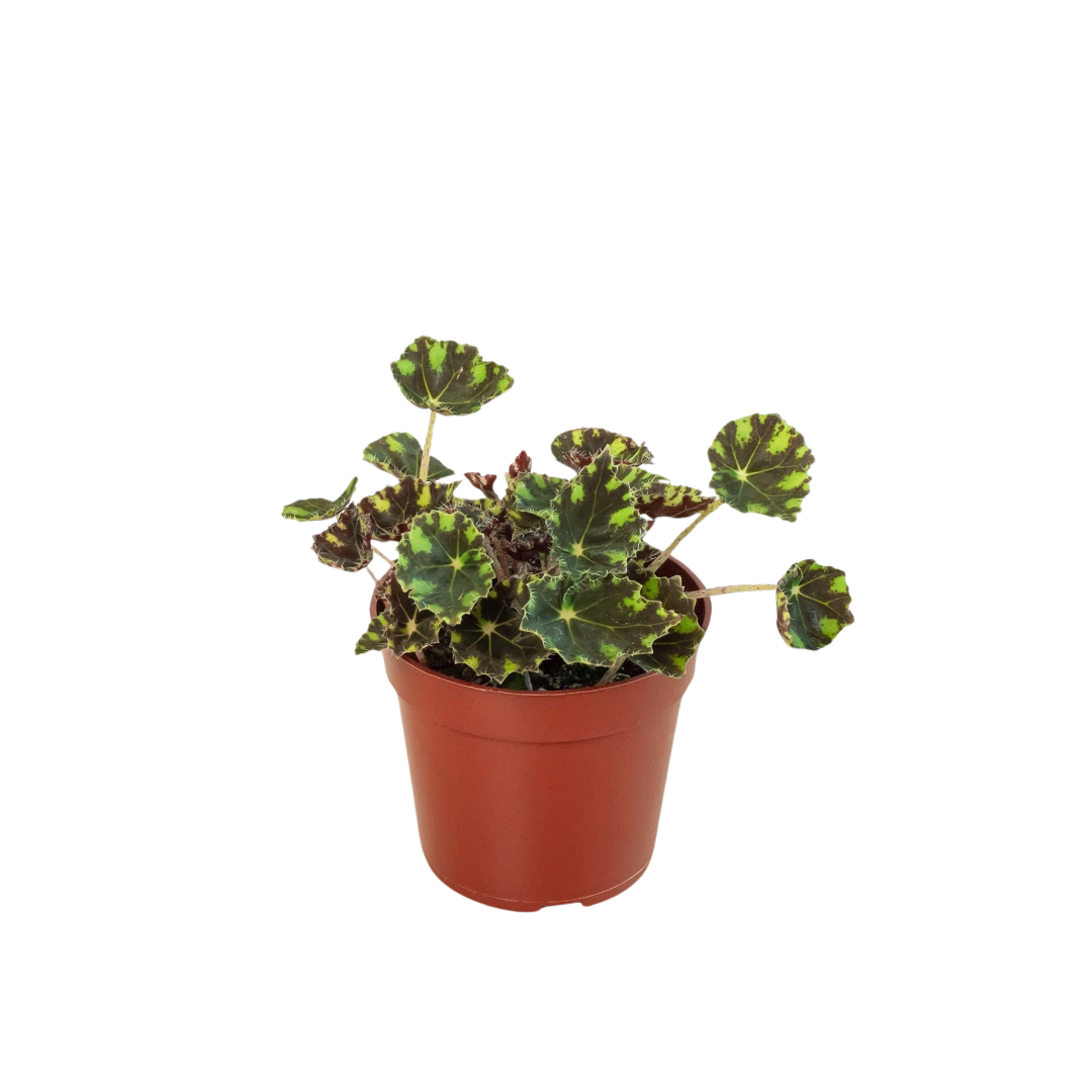 Begonia Tiger Paws 4" potted plant
