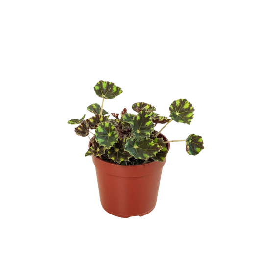 Begonia Tiger Paws 4" potted plant