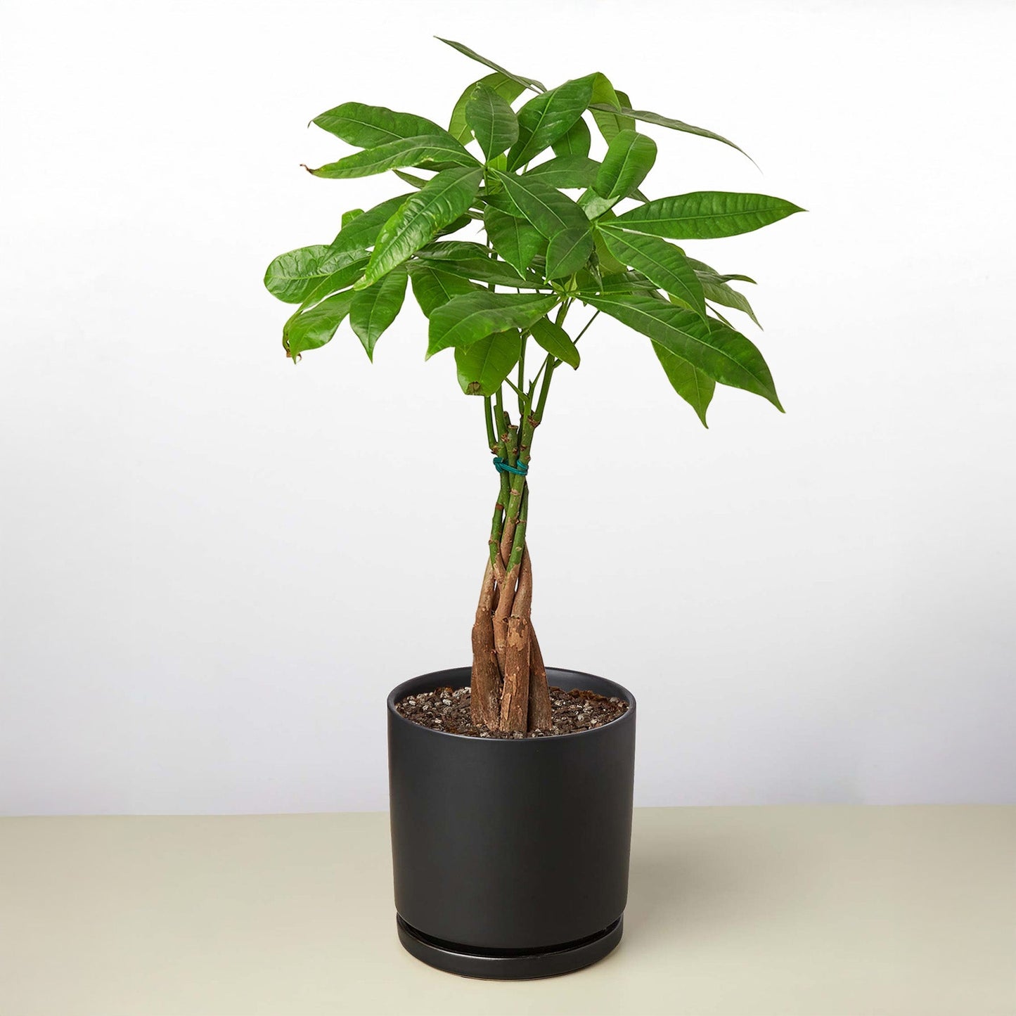 Money Tree 'Guiana Chestnut' Pachira Braid potted plant