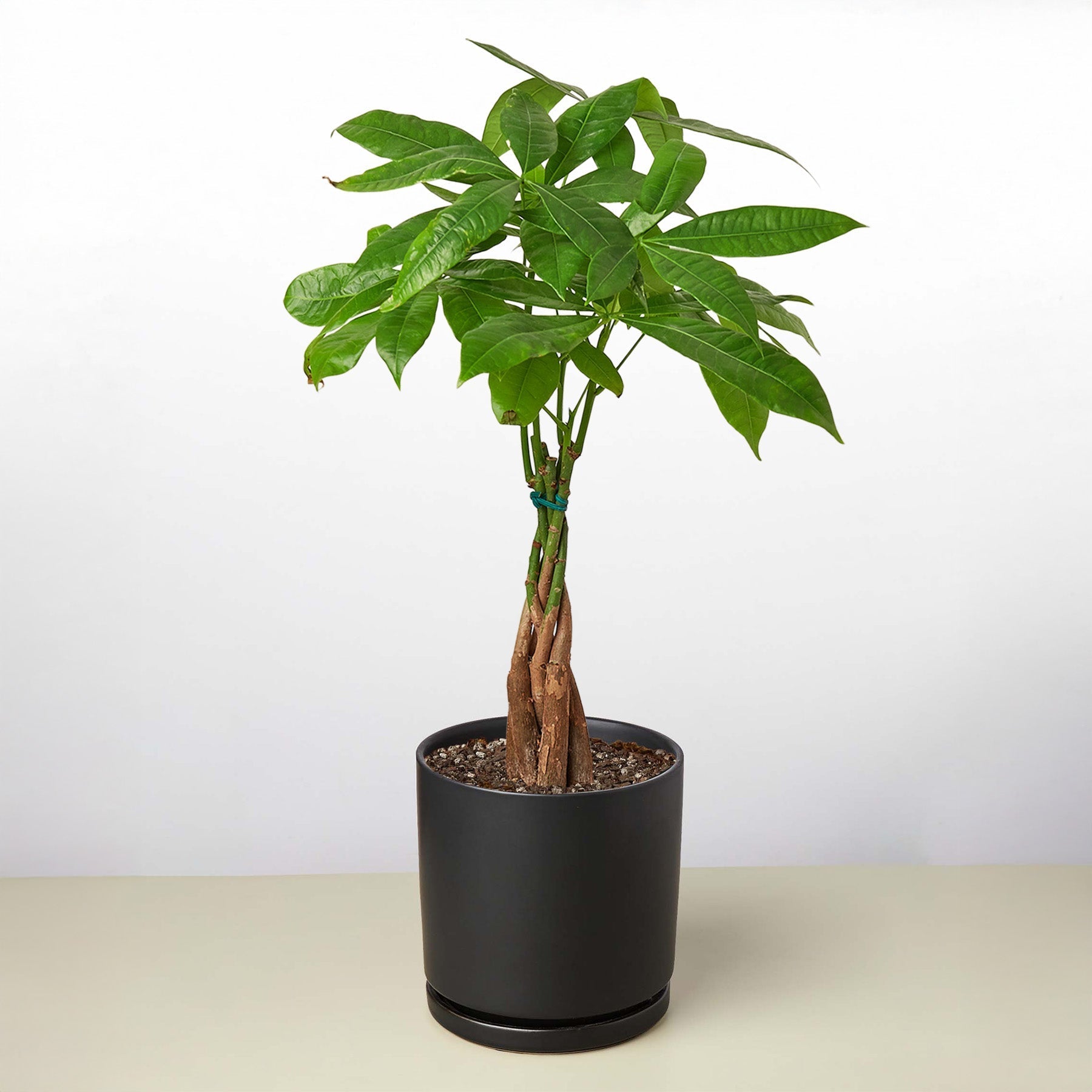 Money Tree 'Guiana Chestnut' Pachira Braid potted plant
